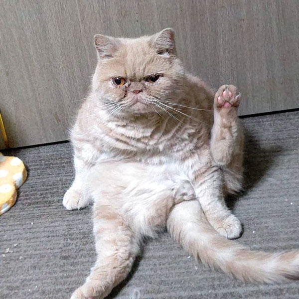 猫